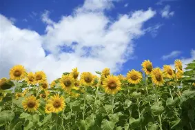 夏莱主场大捷，多点得益攻城略地