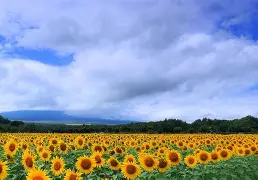 夏莱主场大捷，多点得益攻城略地